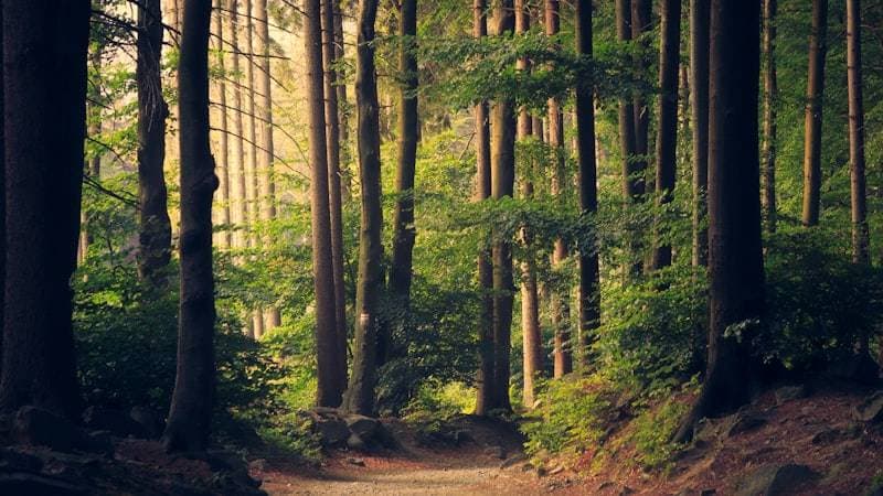 Trail Running vs Hiking Boots: Which Should You Wear?