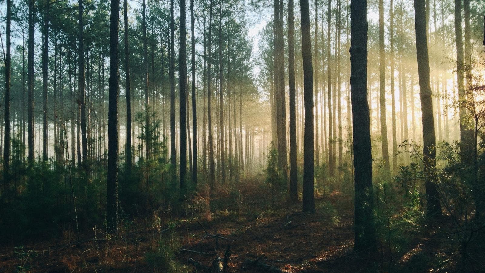 Misty fog drifting through pine trees in a cold forest