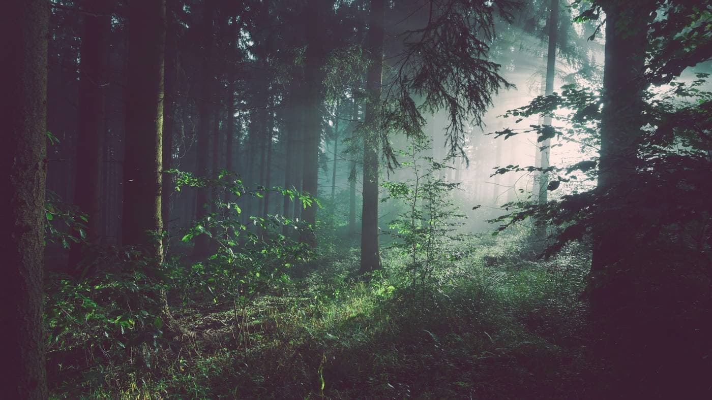Forest trail
